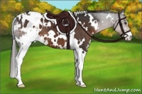 Horse Color:White Spotted Liver Chestnut Sabino Appaloosa