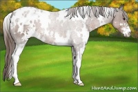Horse Color:White Spotted Liver Chestnut Sabino Appaloosa 