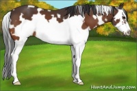 Horse Color:White Spotted Bay Splash Frame