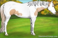 Horse Color:Bay Pearl Splash Tobiano 