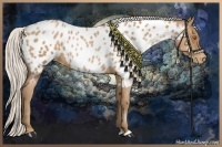 Horse Color:Silver Black Pearl Sabino Blanket 