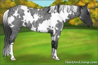 Horse Color:White Spotted Blue Roan 
