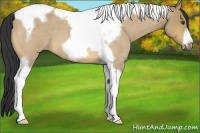 Horse Color:Buckskin Roan Dun Tobiano Frame 