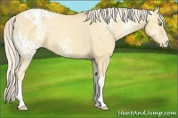 Horse Color:White Spotted Gold Cream Champagne Dun Appaloosa 