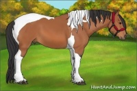 Horse Color:Bay Tobiano 
