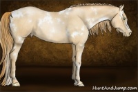 Horse Color:White Spotted Gold Champagne Pearl 