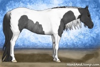 Horse Color:Blue Roan Tobiano Rabicano