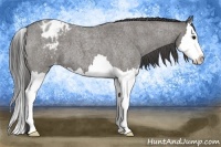 Horse Color:Grullo Roan Splash Appaloosa 
