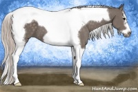 Horse Color:Silver Black Splash Tobiano Frame