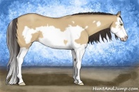 Horse Color:Amber Champagne Dun Splash Frame