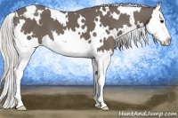Horse Color:White Spotted Silver Smoky Black Splash 