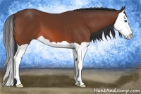 Horse Color:Bay Splash 