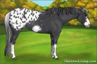 Horse Color:White Spotted Blue Roan Splash Frame Appaloosa 