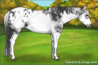 Horse Color:White Spotted Blue Roan Splash Frame Appaloosa