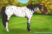 Horse Color:Bay Appaloosa
