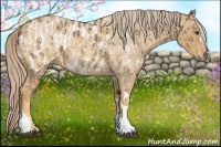 Horse Color:Chocolate Palomino Appaloosa  and Palomino Roan 