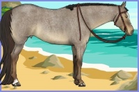 Horse Color:Liver Red Dun Roan Sabino