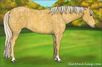 Horse Color:Palomino and Gray Palomino