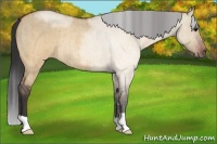 Horse Color:Brown Roan Dun Rabicano Brindle