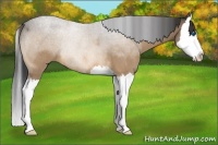 Horse Color:Bay Roan Dun Splash Rabicano Brindle 