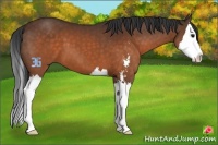 Horse Color:Brown Sabino Splash
