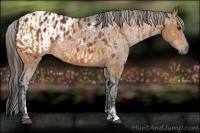 Horse Color:Bay and Bay Sabino Appaloosa