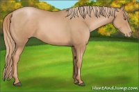Horse Color:Chestnut Pearl