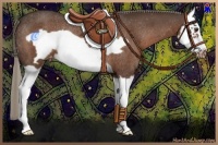 Horse Color:Liver Chestnut Splash Frame Appaloosa Rabicano