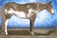Horse Color:White Spotted Chocolate Palomino Frame 