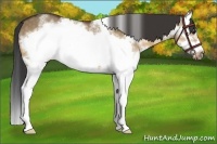Horse Color:White Spotted Buckskin Dun Splash Frame 