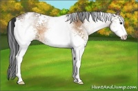 Horse Color:White Spotted Bay Dun Rabicano