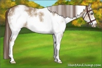 Horse Color:White Spotted Liver Red Dun Frame