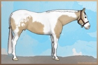 Horse Color:Bay Dun Splash Tobiano Varnish