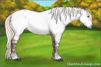 Horse Color:Gray White Spotted Chestnut Appaloosa 