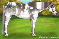 Horse Color:White Spotted Brown Splash Appaloosa Rabicano 