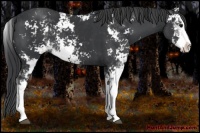 Horse Color:Black Sabino