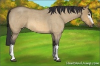 Horse Color:White Spotted Buckskin Roan Dun 