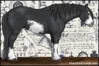 Horse Color:Black Sabino Splash Frame 