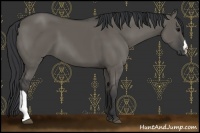 Horse Color:Grullo 