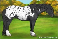 Horse Color:Black Appaloosa 