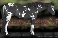 Horse Color:White Spotted Black Rabicano