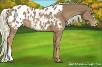 Horse Color:Chestnut Appaloosa 