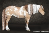 Horse Color:White Spotted Bay Pearl Rabicano