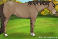Horse Color:Classic Champagne 