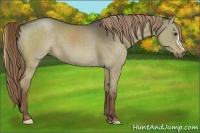 Horse Color:Liver Red Dun 
