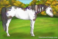 Horse Color:Nacre Brown Splash Frame Rabicano