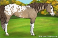 Horse Color:Buckskin Dun Splash Appaloosa 