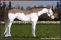 Horse Color:Bay Dun Splash Varnish 