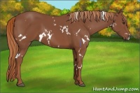 Horse Color:White Spotted Chestnut 