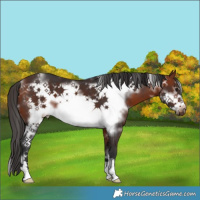 Horse Color:White Spotted Bay Frame 